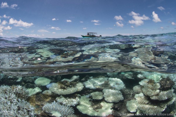 Image for article The implications of coral bleaching