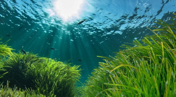 Image for Superyachts will no longer be able to anchor in areas of seagrass