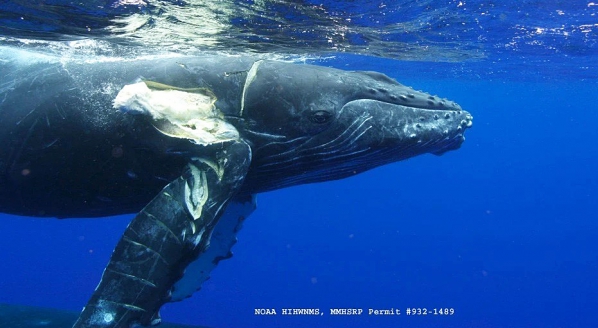 Image for The importance of yachting’s role in whale conservation	