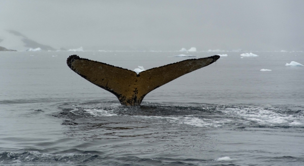 Image for The return from Antarctica