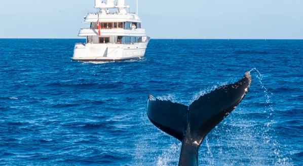 Image for Whalesong at Navidad Bank