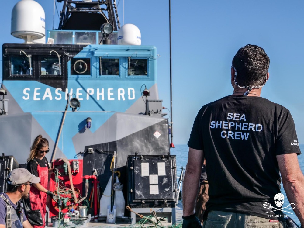 Image for article Superyacht captain joins Sea Shepherd conservation campaign