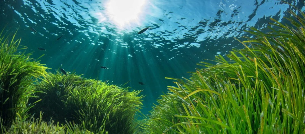Image for article Superyachts will no longer be able to anchor in areas of seagrass