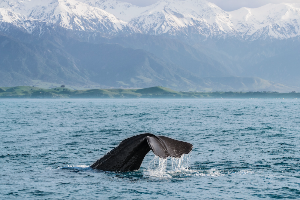 Image for article Superyacht New Zealand