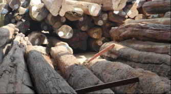 Image for EXCLUSIVE: Myanmar teak trafficked through Italy