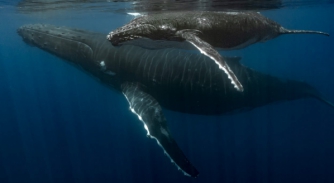 Image for BBC Blue Planet III: We can help