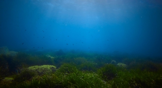 Image for French court fines two captains for Posidonia destruction