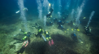 Image for Marina Ibiza Posidonia Meadow